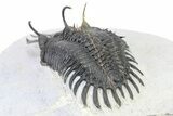 Short Trident Walliserops Trilobite - Timrzit, Morocco #316663-5